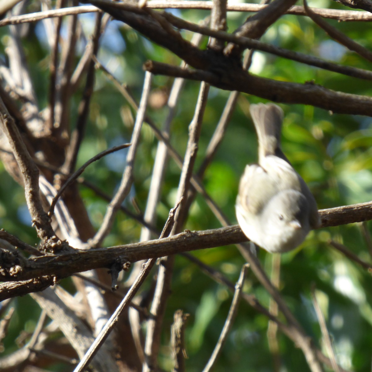 White-crested Tyrannulet - ML620683973