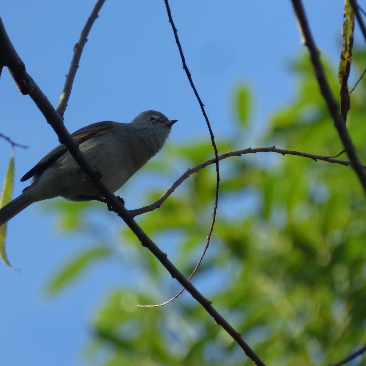 White-crested Tyrannulet - PAULA ARNAIZ