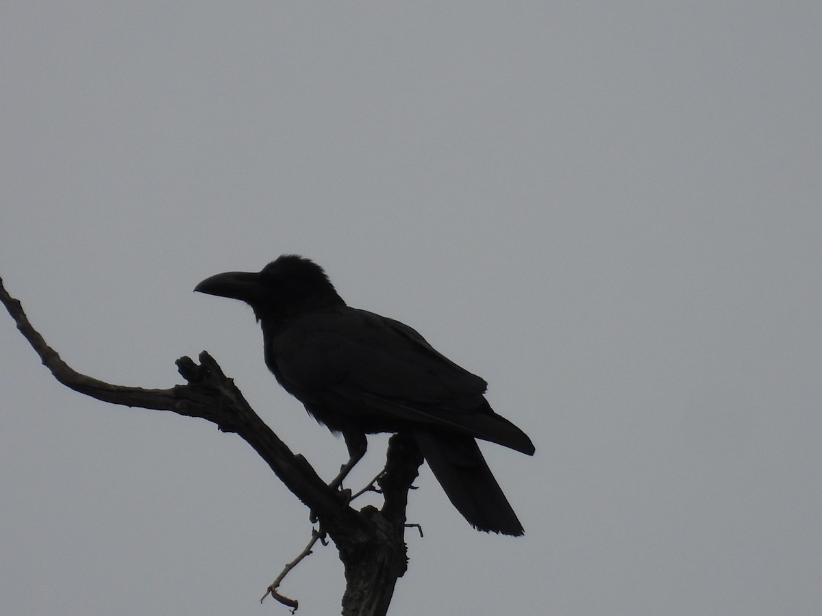 Large-billed Crow - Virendra Bhardwaj