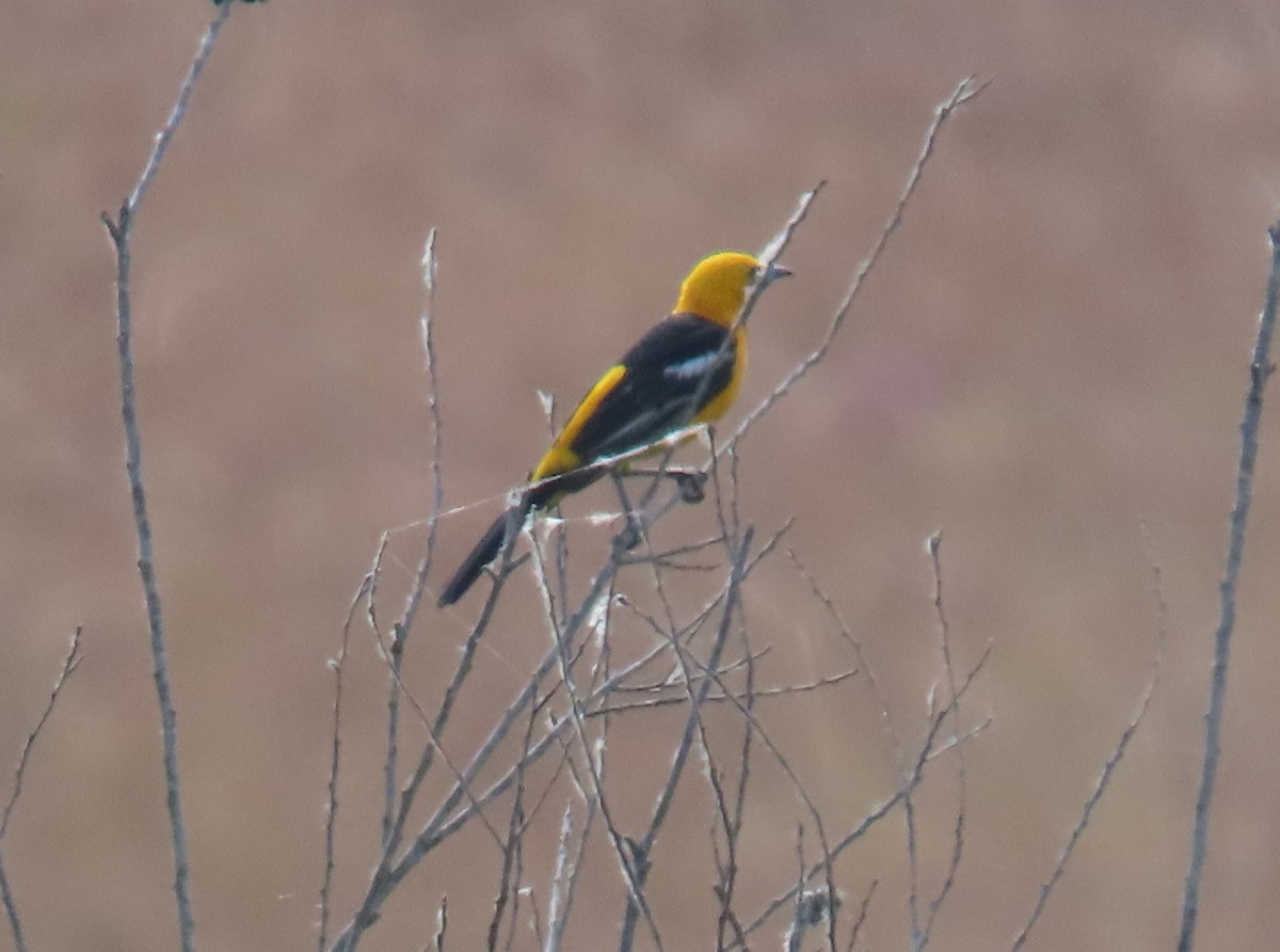 Hooded Oriole - ML620683981