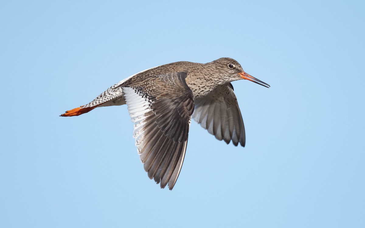 Common Redshank - ML620683982