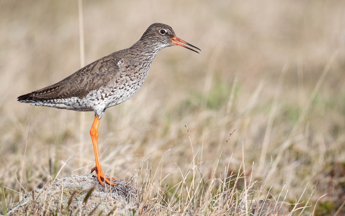 Common Redshank - ML620683983