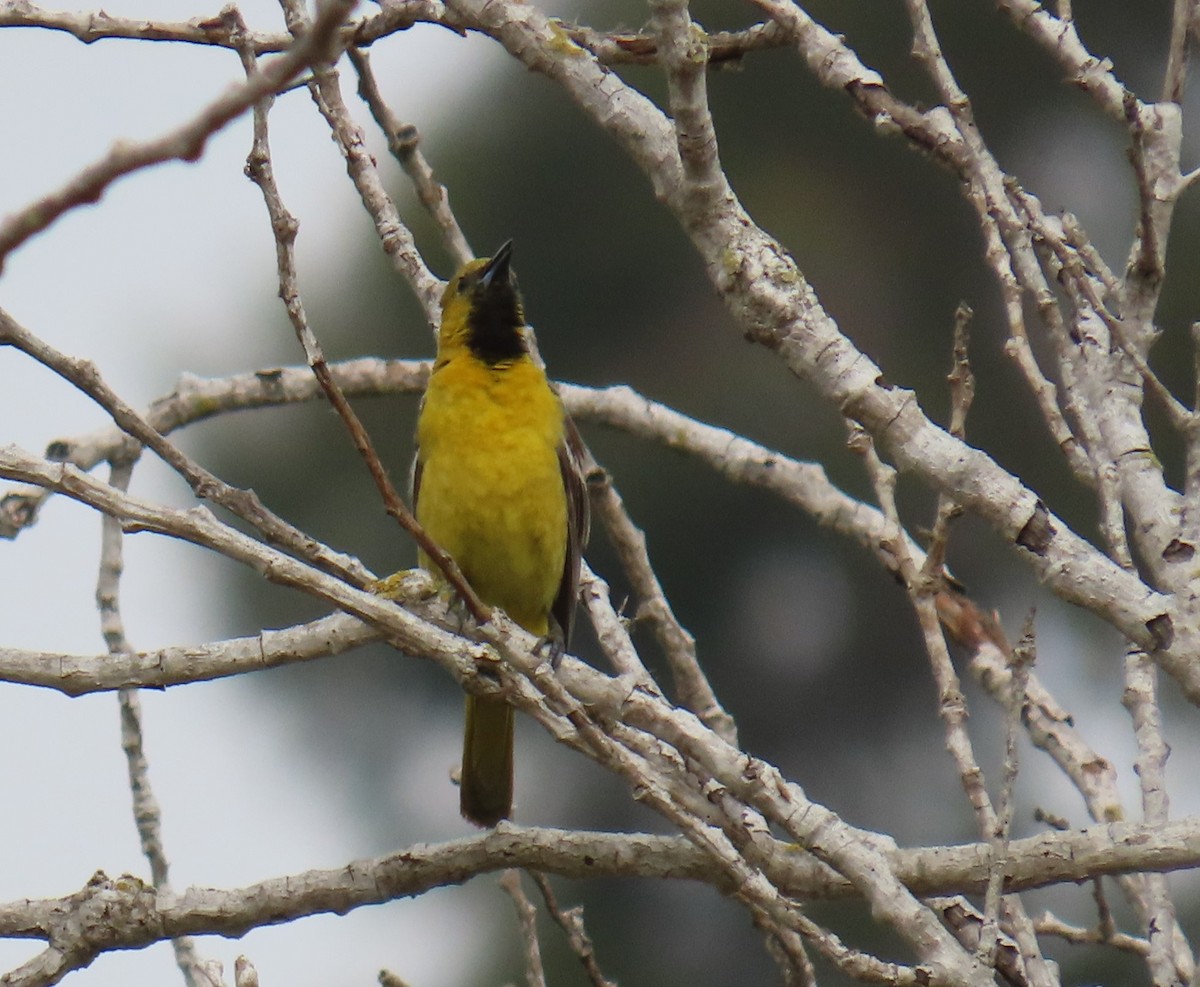 Hooded Oriole - ML620683985