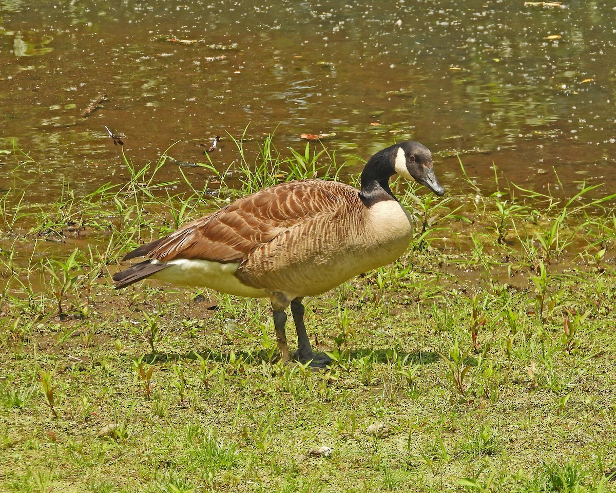 Canada Goose - ML620683986