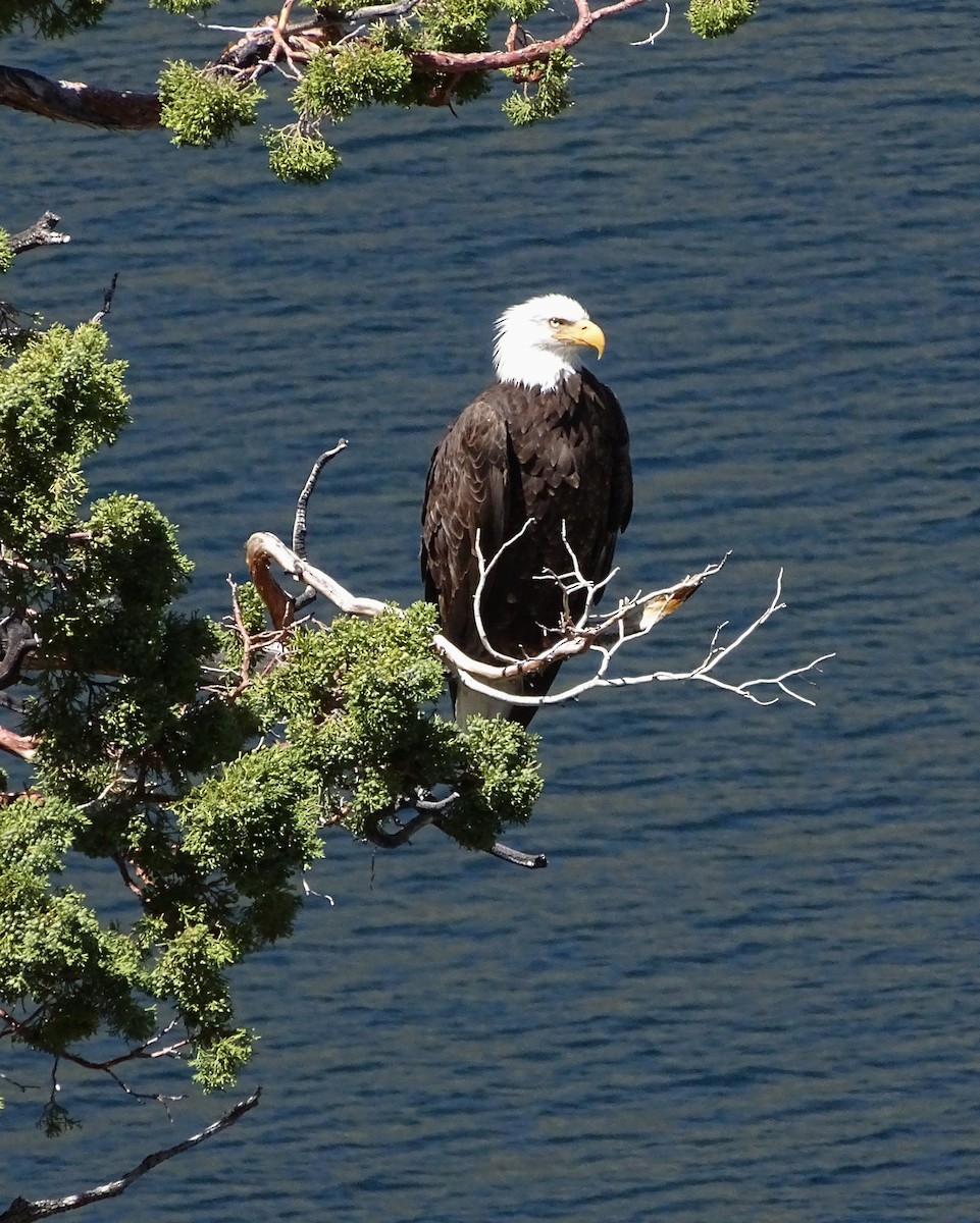 Bald Eagle - Nancy Overholtz