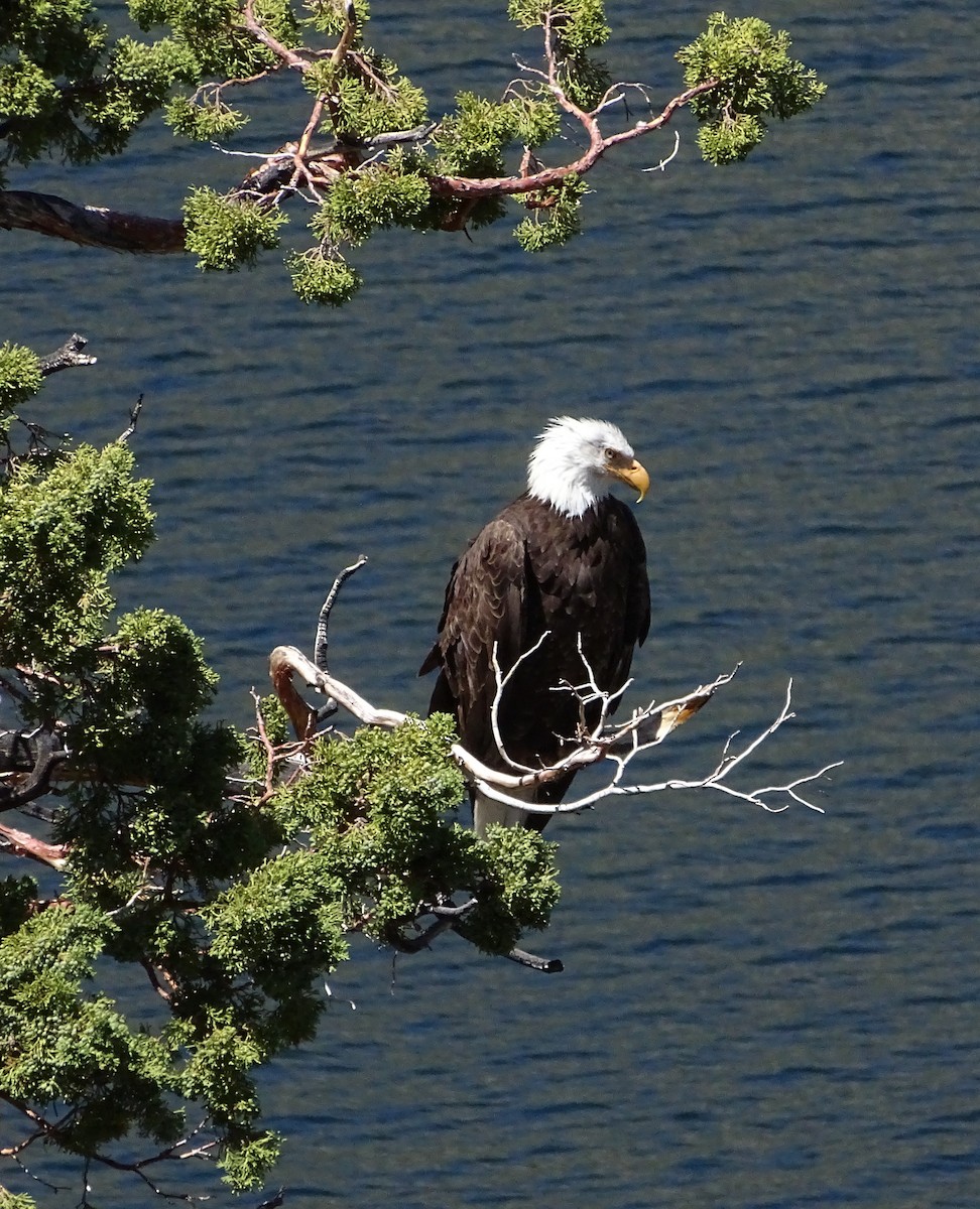 Bald Eagle - Nancy Overholtz