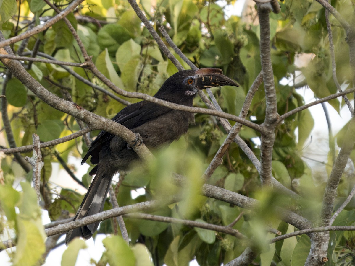 Luzon Hornbill - Manolo Arribas