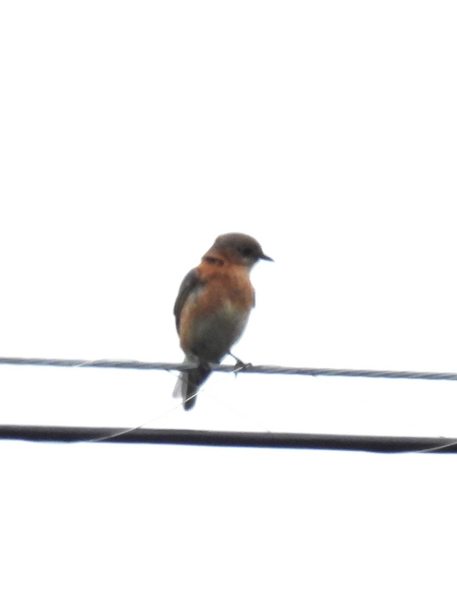 Eastern Bluebird - ML620683998