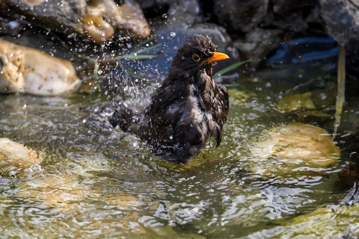 Eurasian Blackbird - Oksana Vashchuk