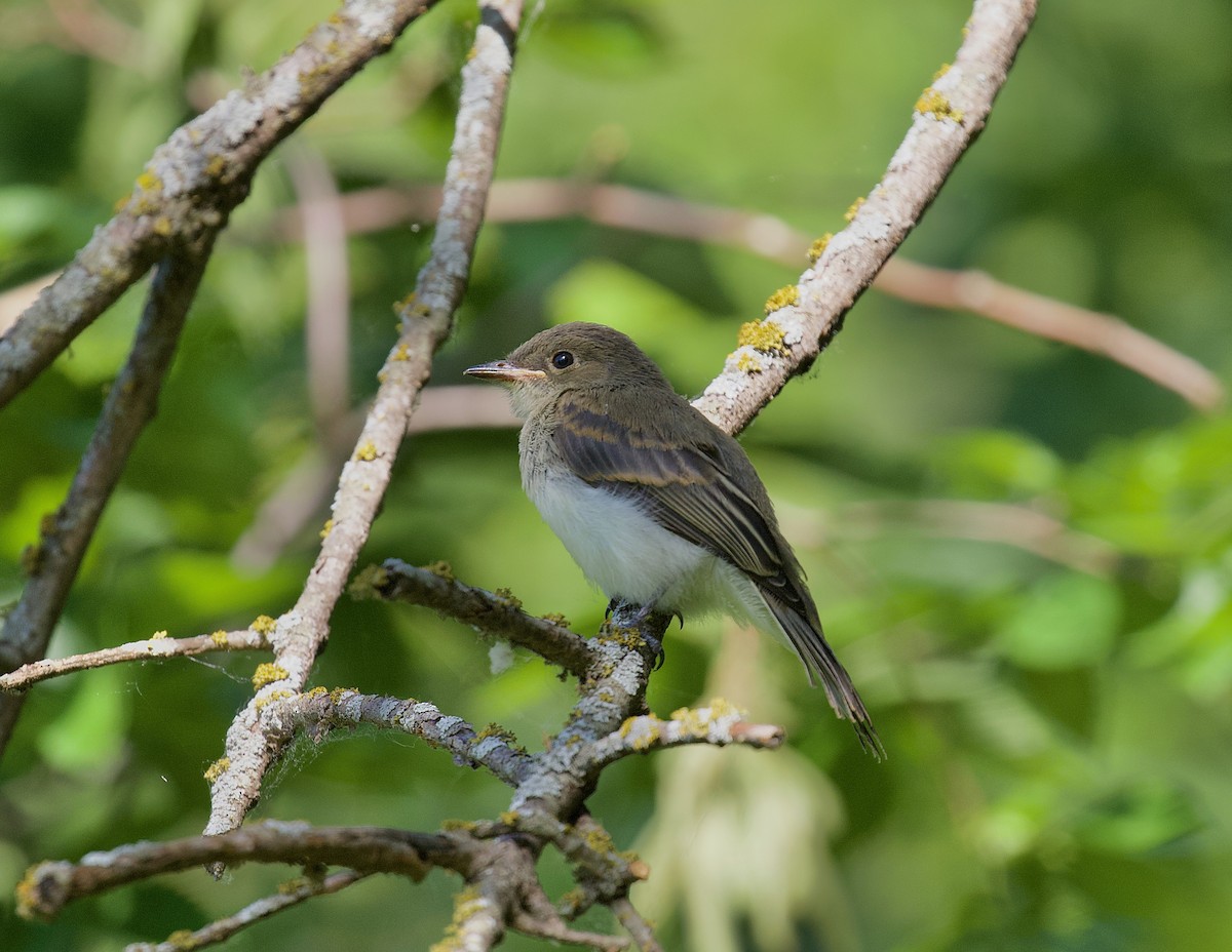 Eastern Wood-Pewee - ML620684002