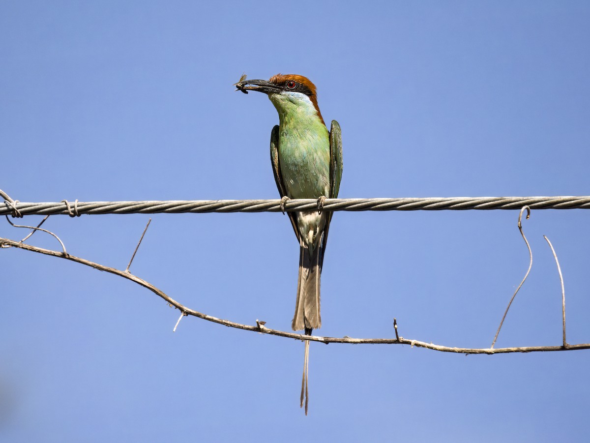 Rufous-crowned Bee-eater - ML620684003