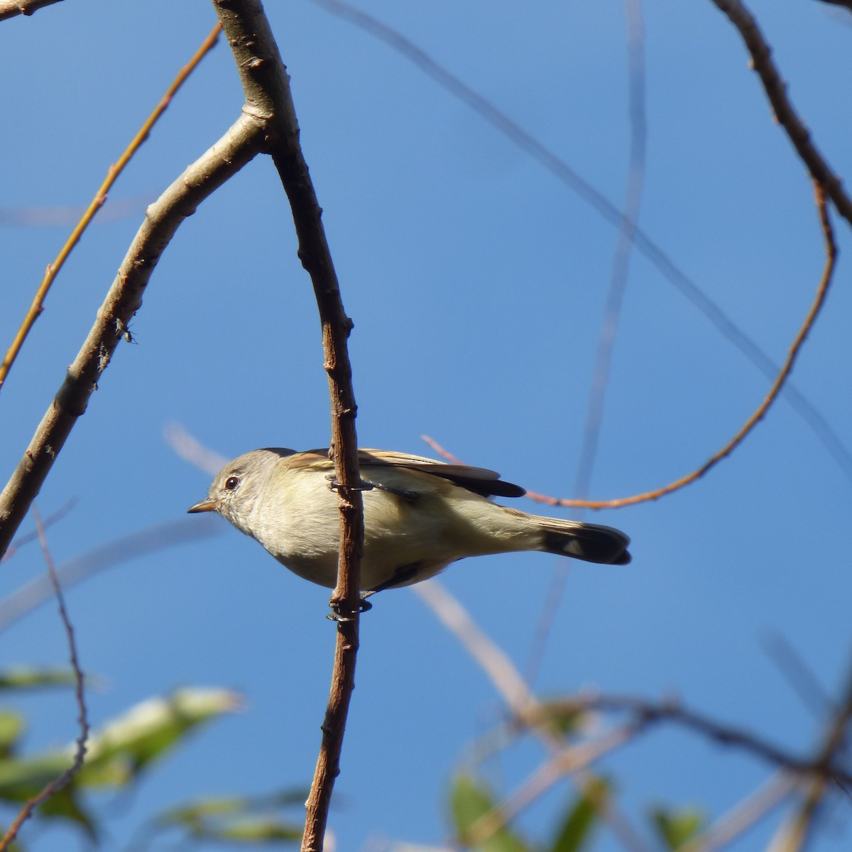 White-crested Tyrannulet - ML620684005