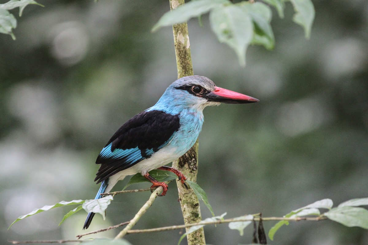 Martin-chasseur à poitrine bleue - ML620684006