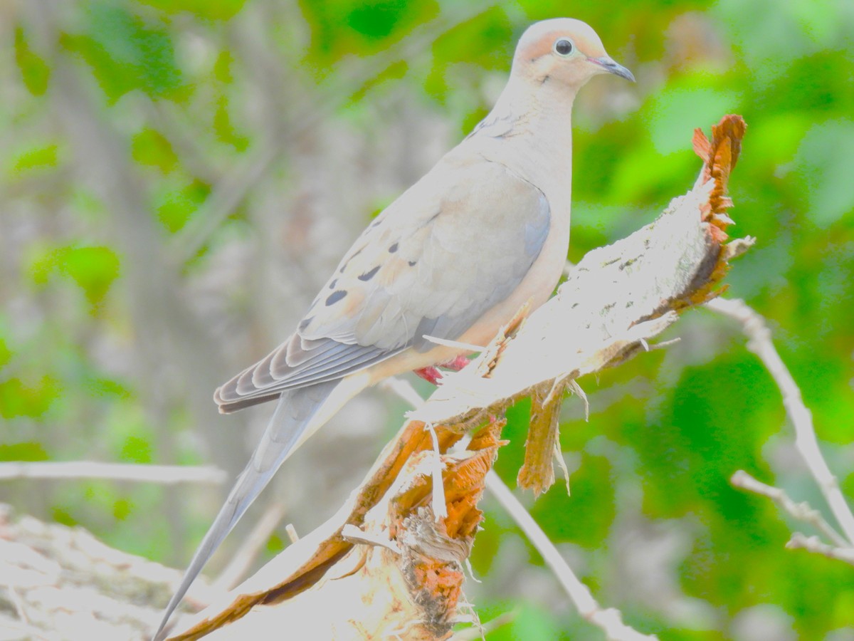 Mourning Dove - ML620684007