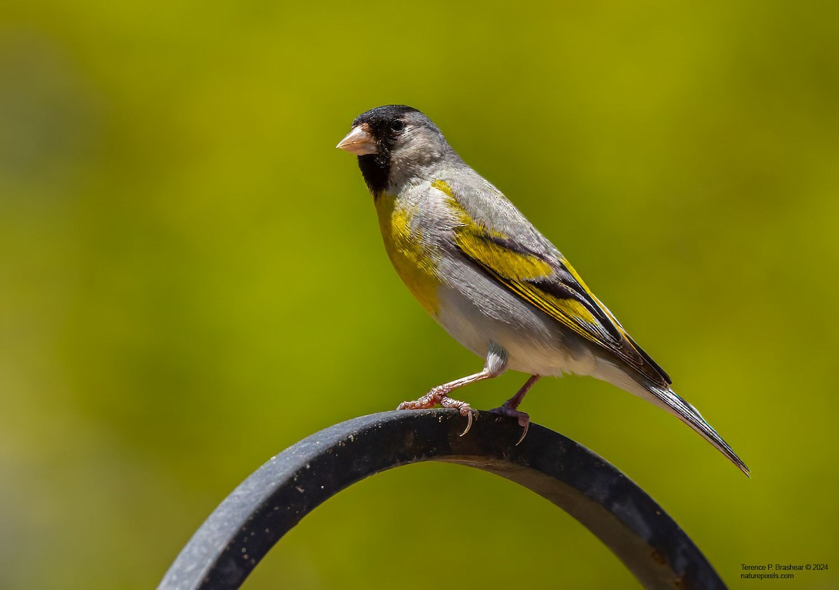 Lawrence's Goldfinch - ML620684009