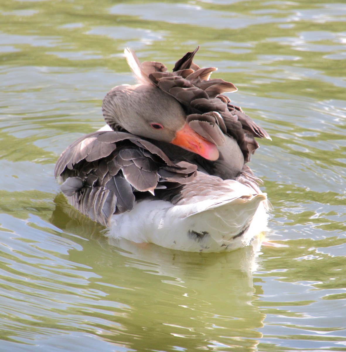 Graylag Goose (European) - ML620684010