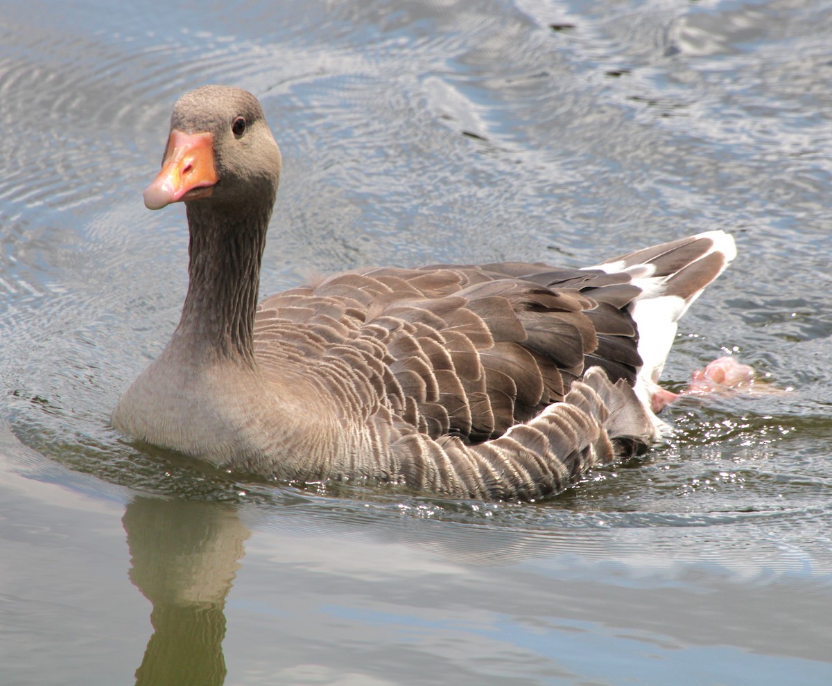 Graylag Goose (European) - ML620684011