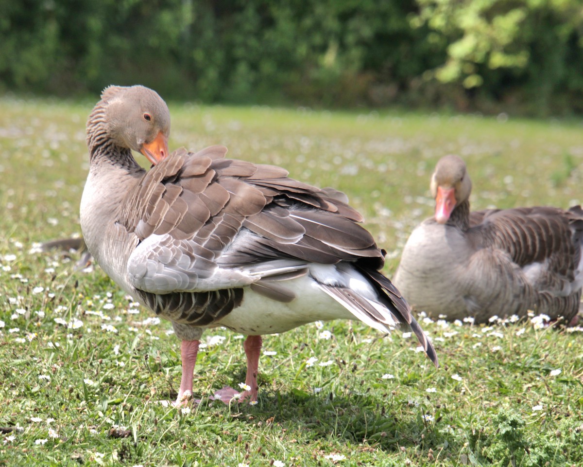 Graylag Goose (European) - ML620684012