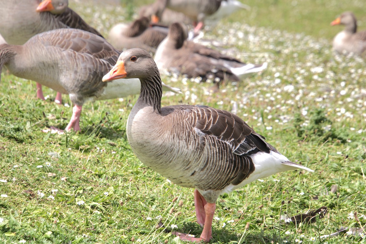 Graylag Goose (European) - ML620684013