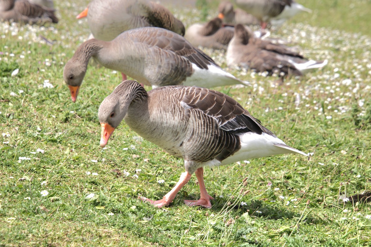 Graylag Goose (European) - ML620684015