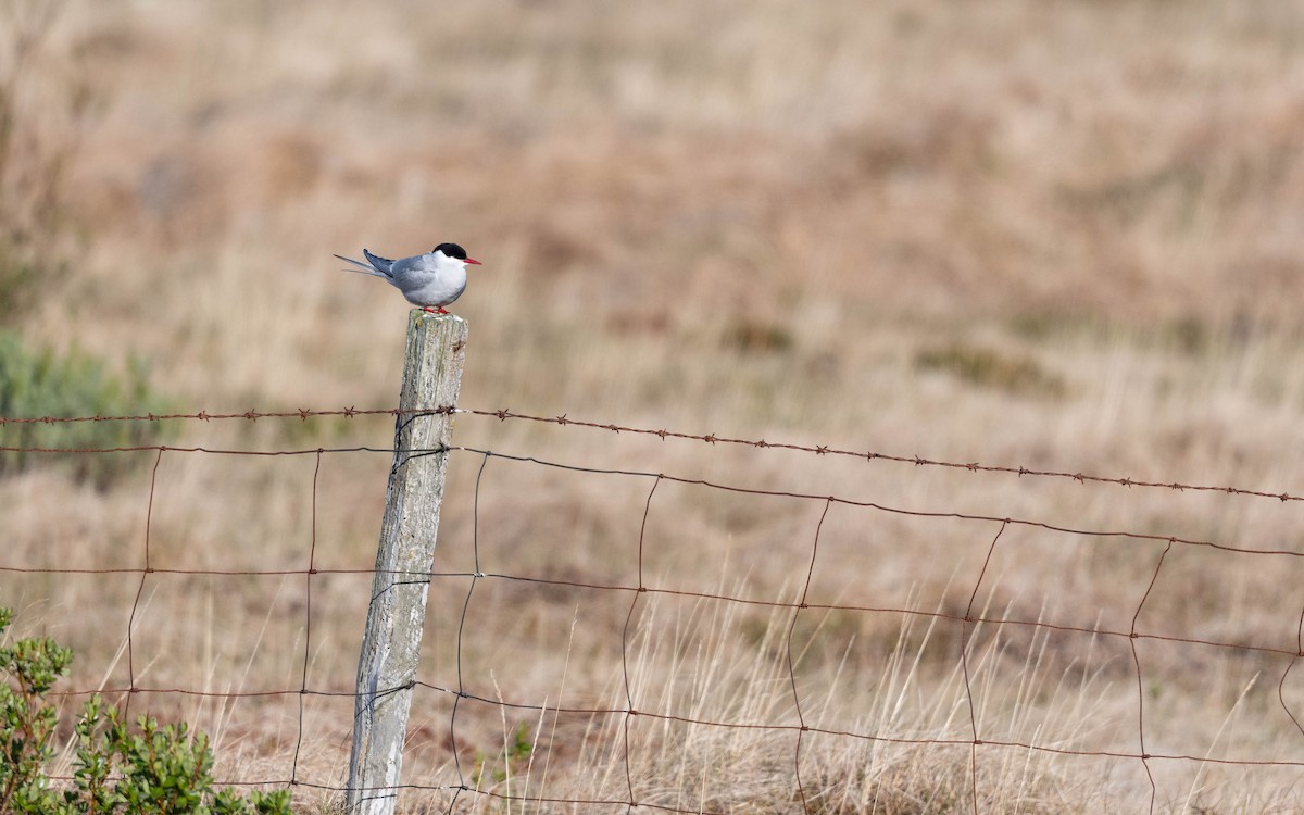 Arctic Tern - ML620684018