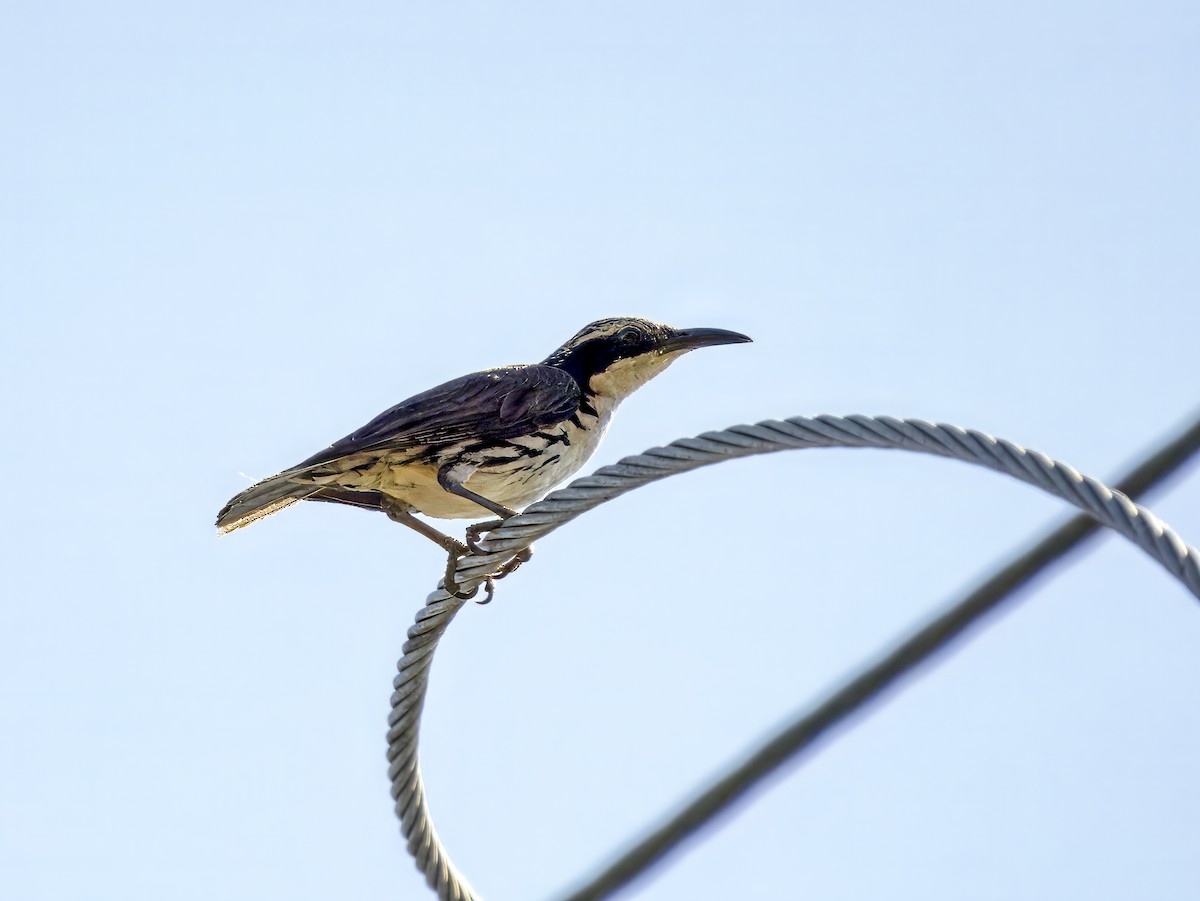 Rhabdornis à tête striée - ML620684019