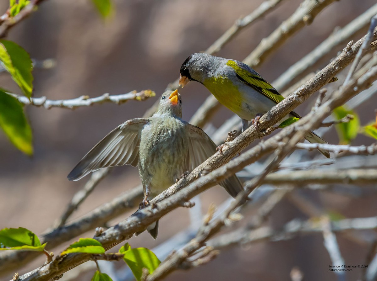 Lawrence's Goldfinch - ML620684020