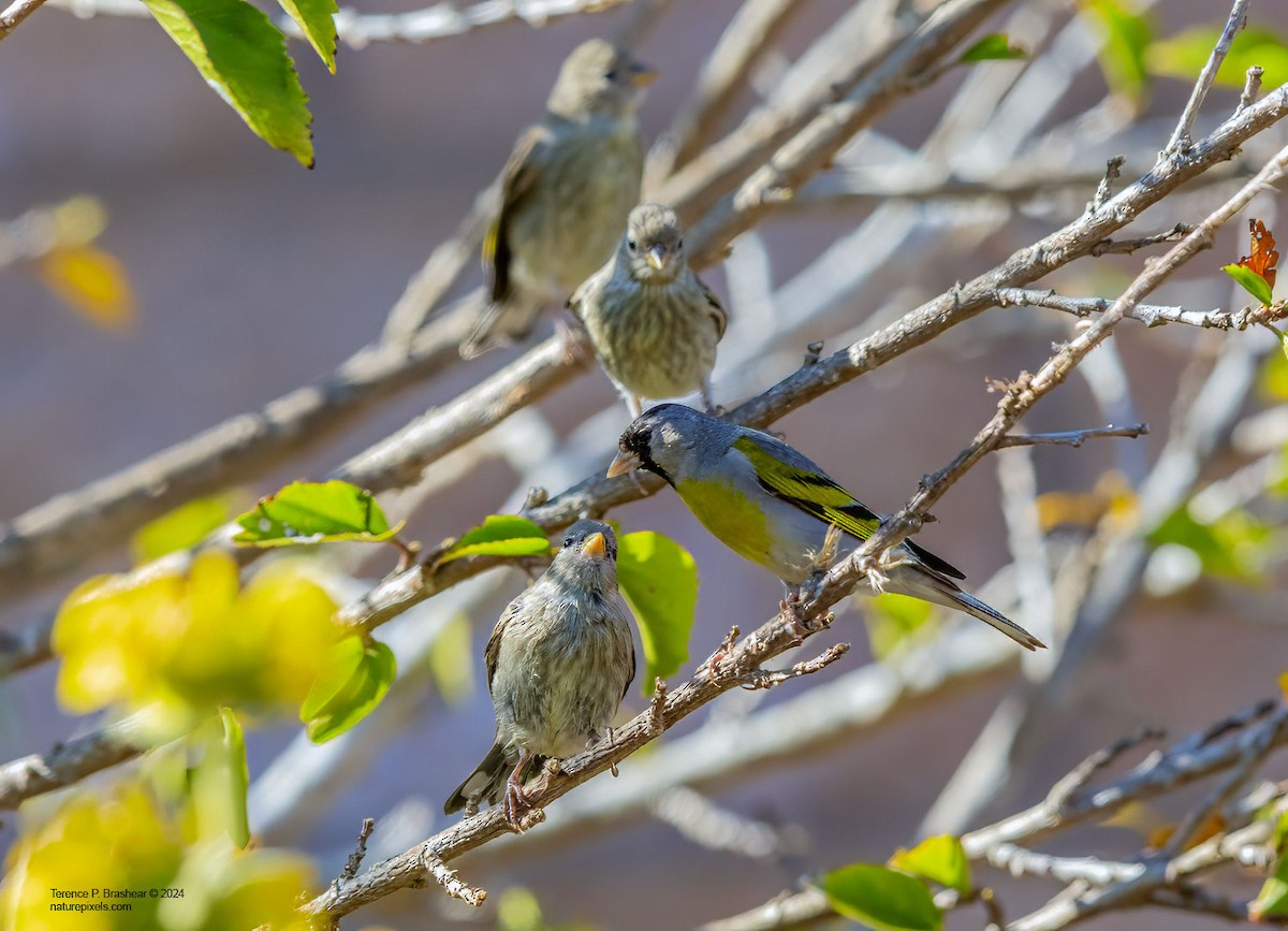 Lawrence's Goldfinch - ML620684021