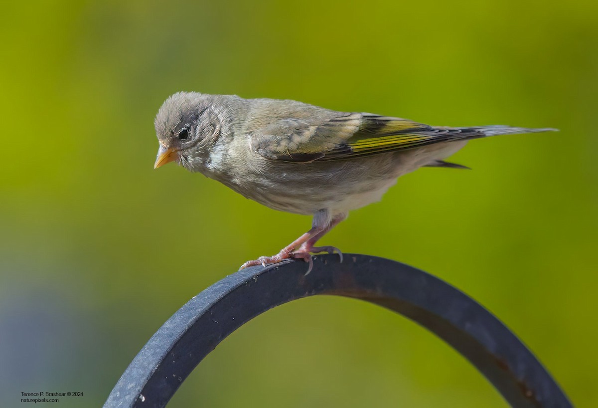 Lawrence's Goldfinch - ML620684022