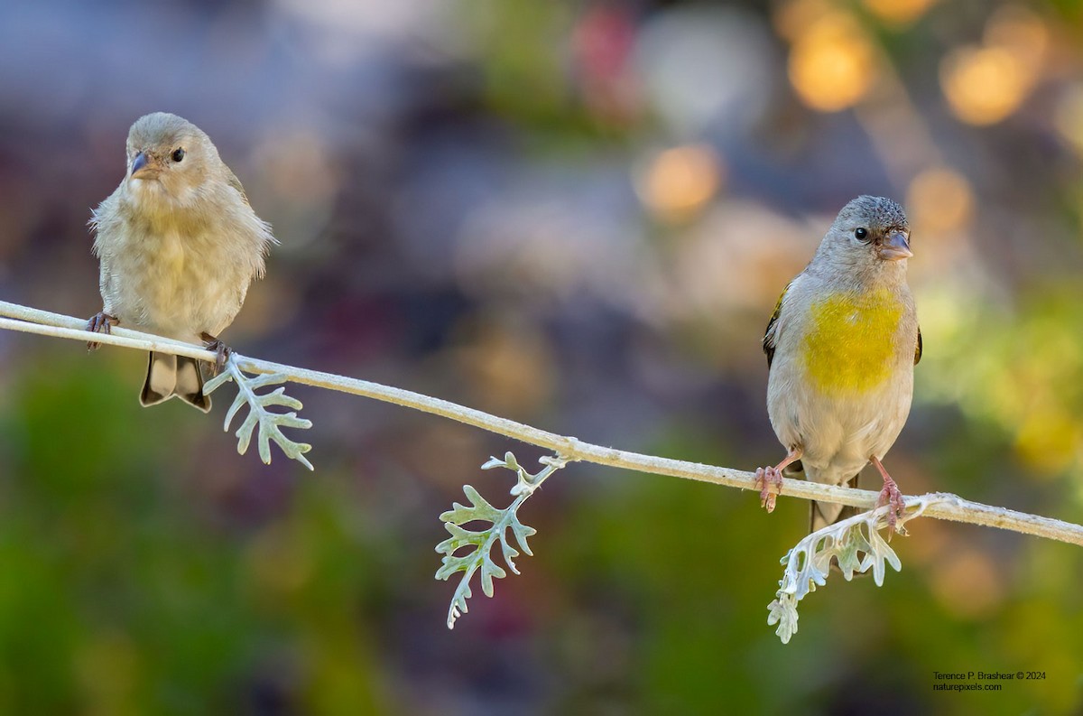 Lawrence's Goldfinch - ML620684023
