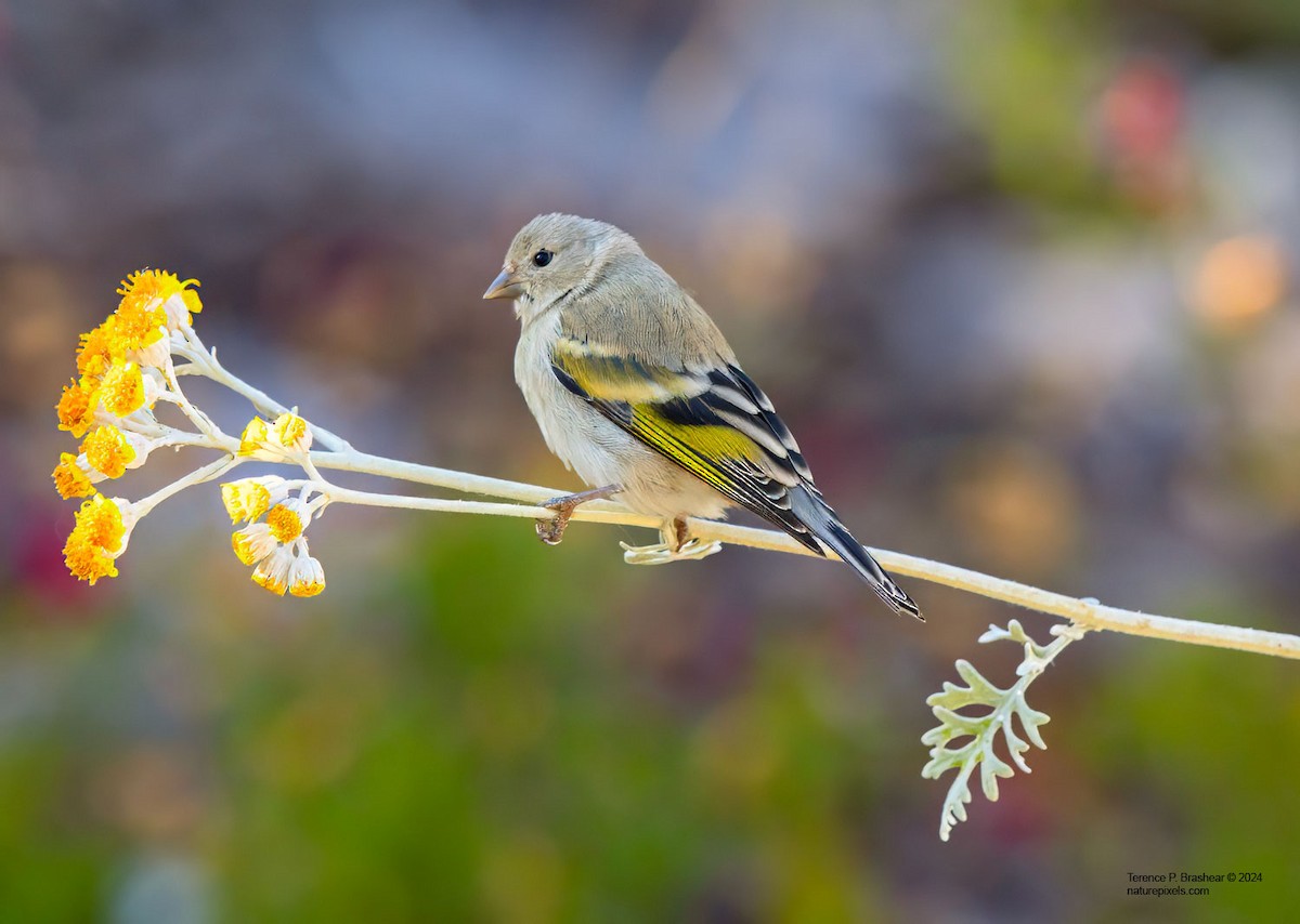 Lawrence's Goldfinch - Terence Brashear