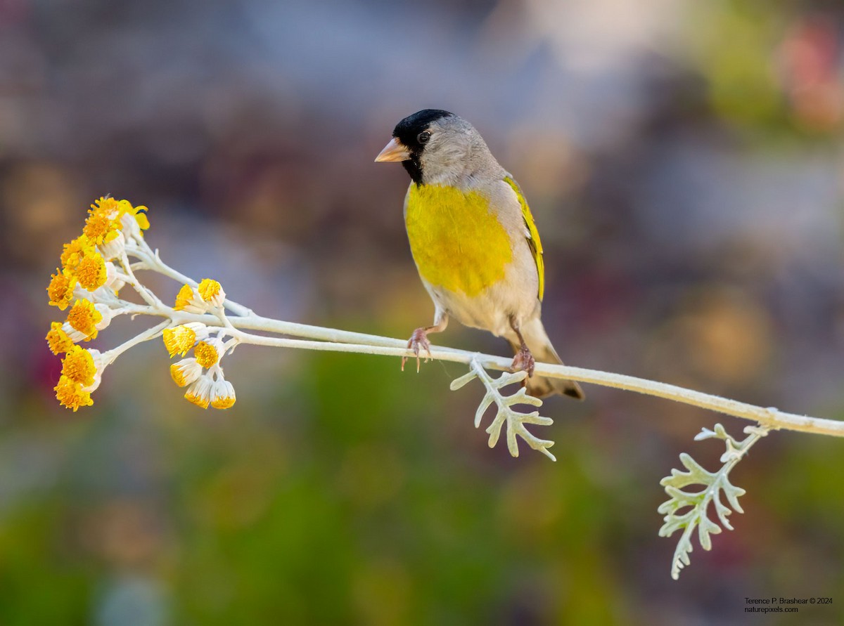 Lawrence's Goldfinch - ML620684025