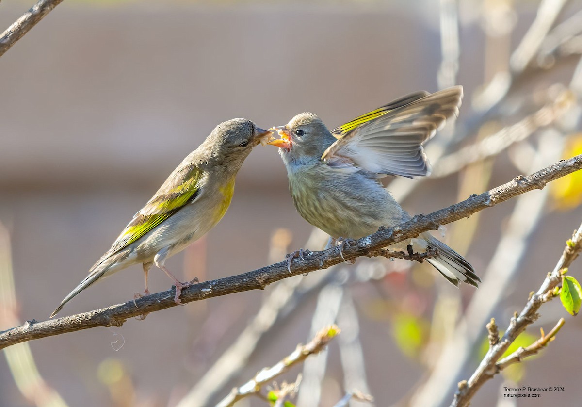 Lawrence's Goldfinch - ML620684026