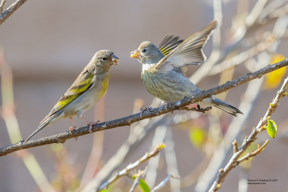 Lawrence's Goldfinch - ML620684027