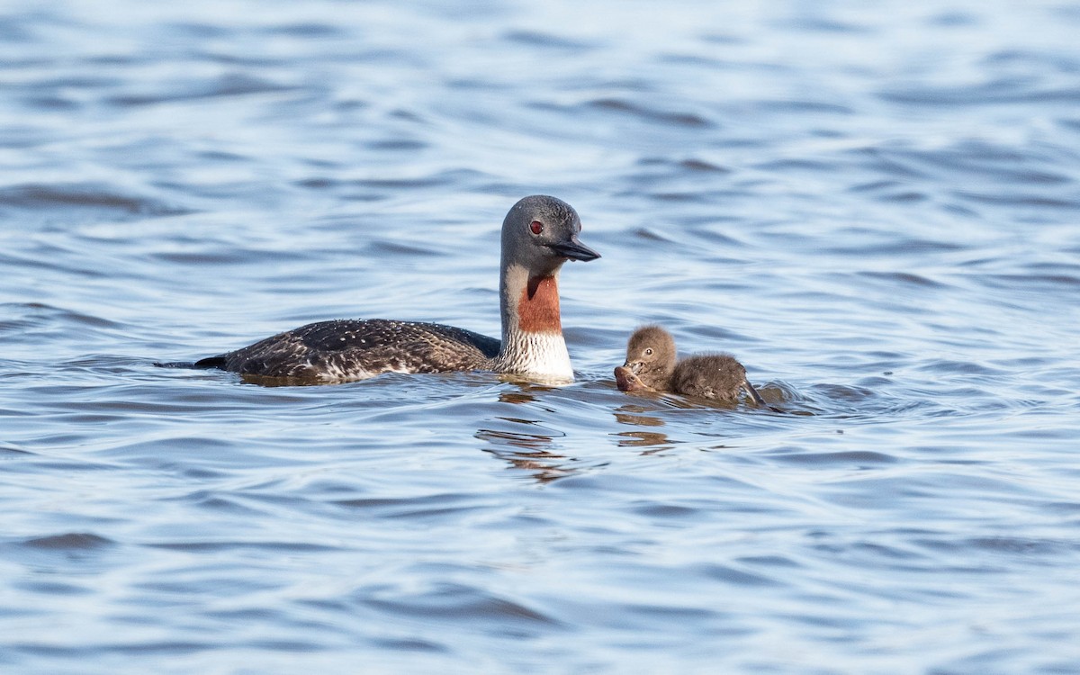 Red-throated Loon - ML620684034