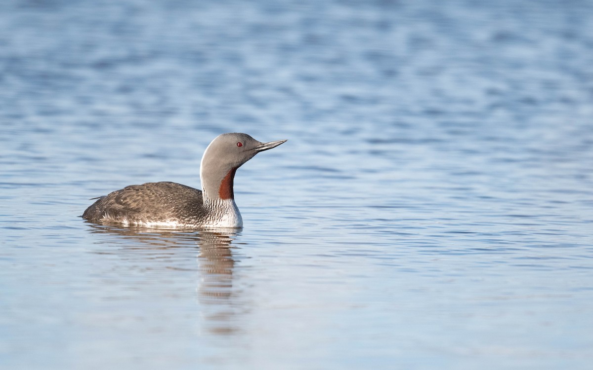 Red-throated Loon - ML620684036