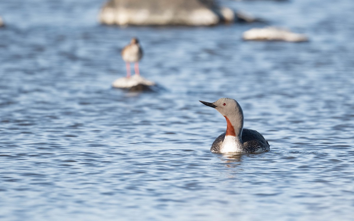Red-throated Loon - ML620684037