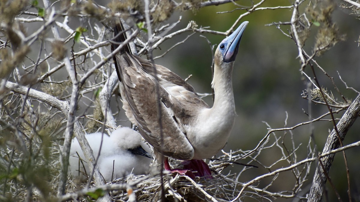 Red-footed Booby - ML620684039