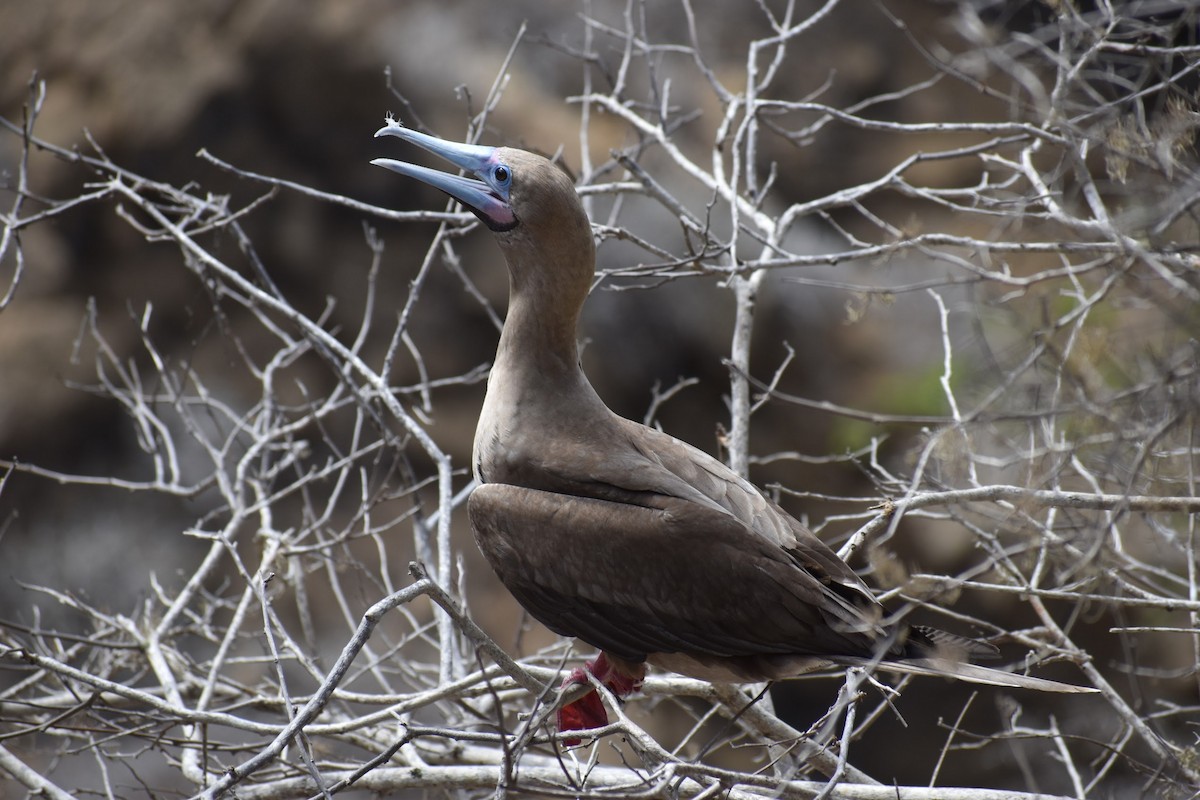 Red-footed Booby - ML620684040