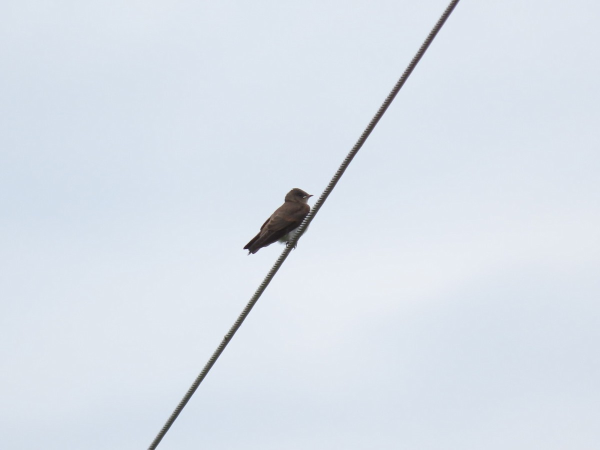 Northern Rough-winged Swallow - ML620684043