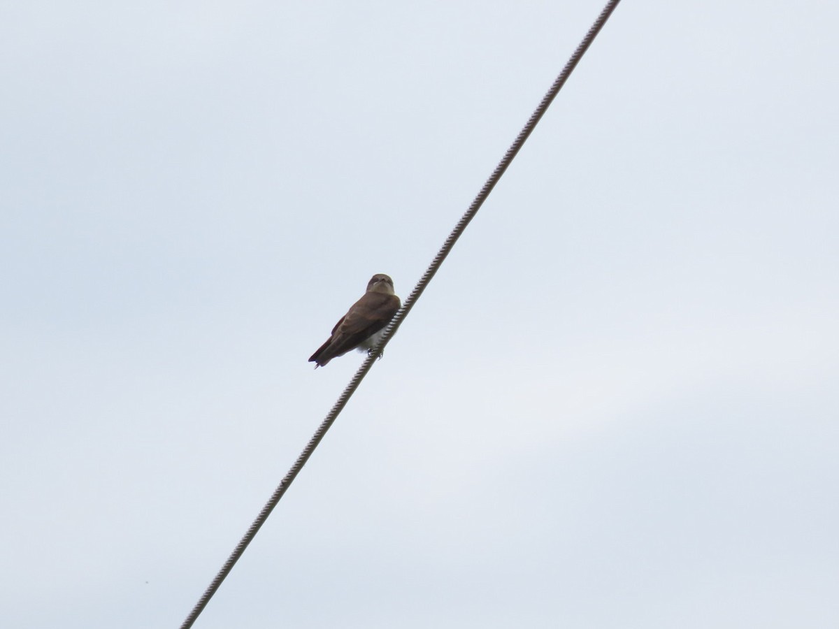 Northern Rough-winged Swallow - ML620684045