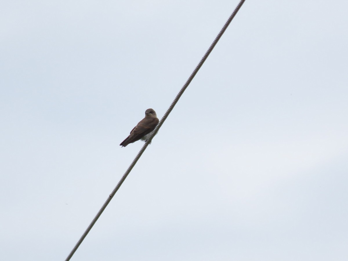 Northern Rough-winged Swallow - ML620684046