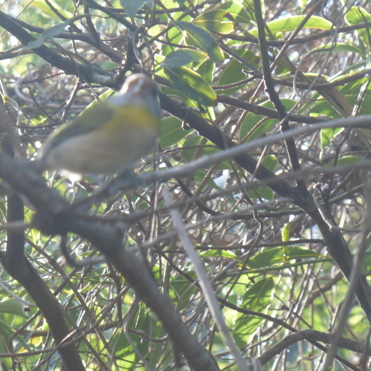 Rufous-browed Peppershrike - ML620684047