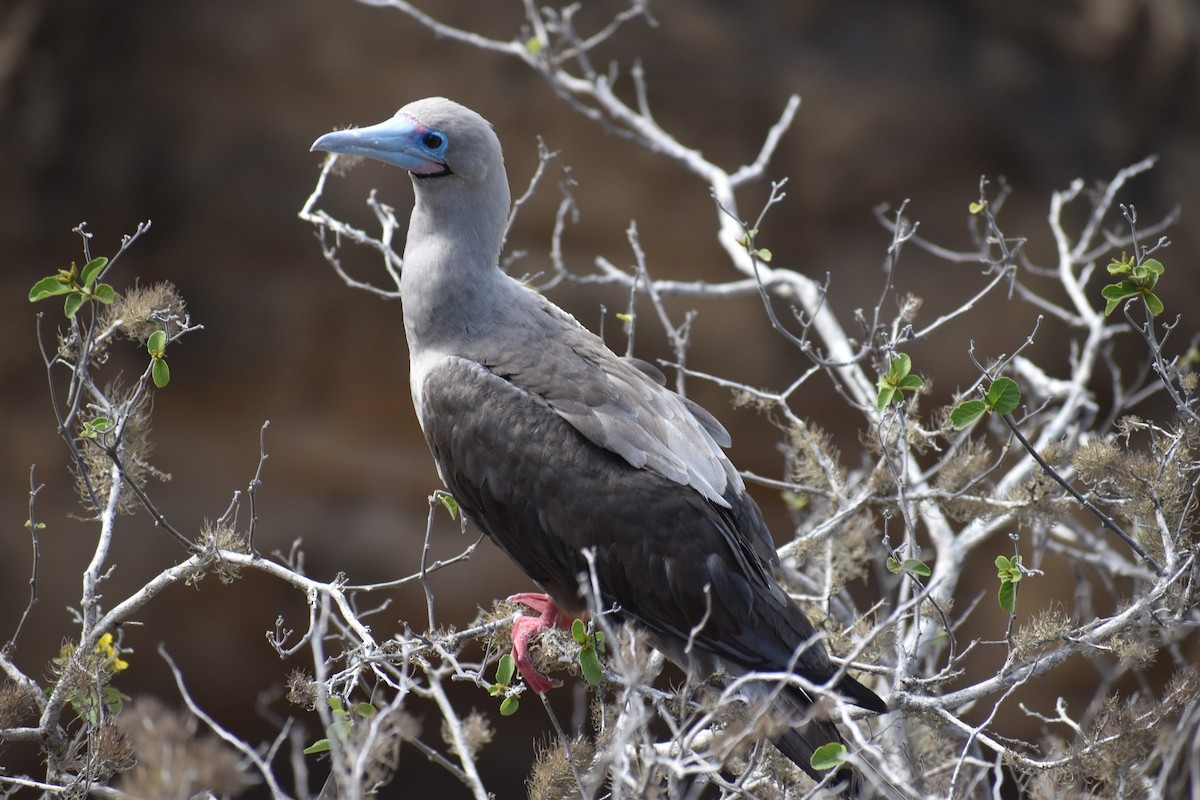 Red-footed Booby - ML620684048