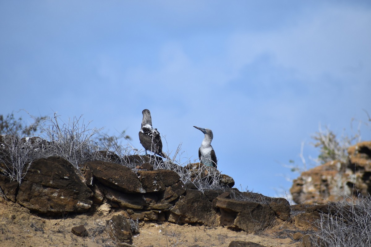 Blue-footed Booby - ML620684049