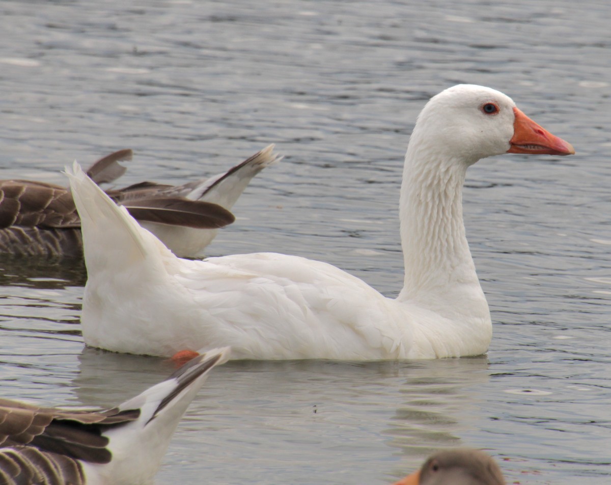 Graylag Goose (Domestic type) - ML620684051