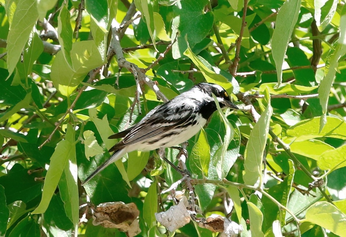 Black-throated Gray Warbler - ML620684054