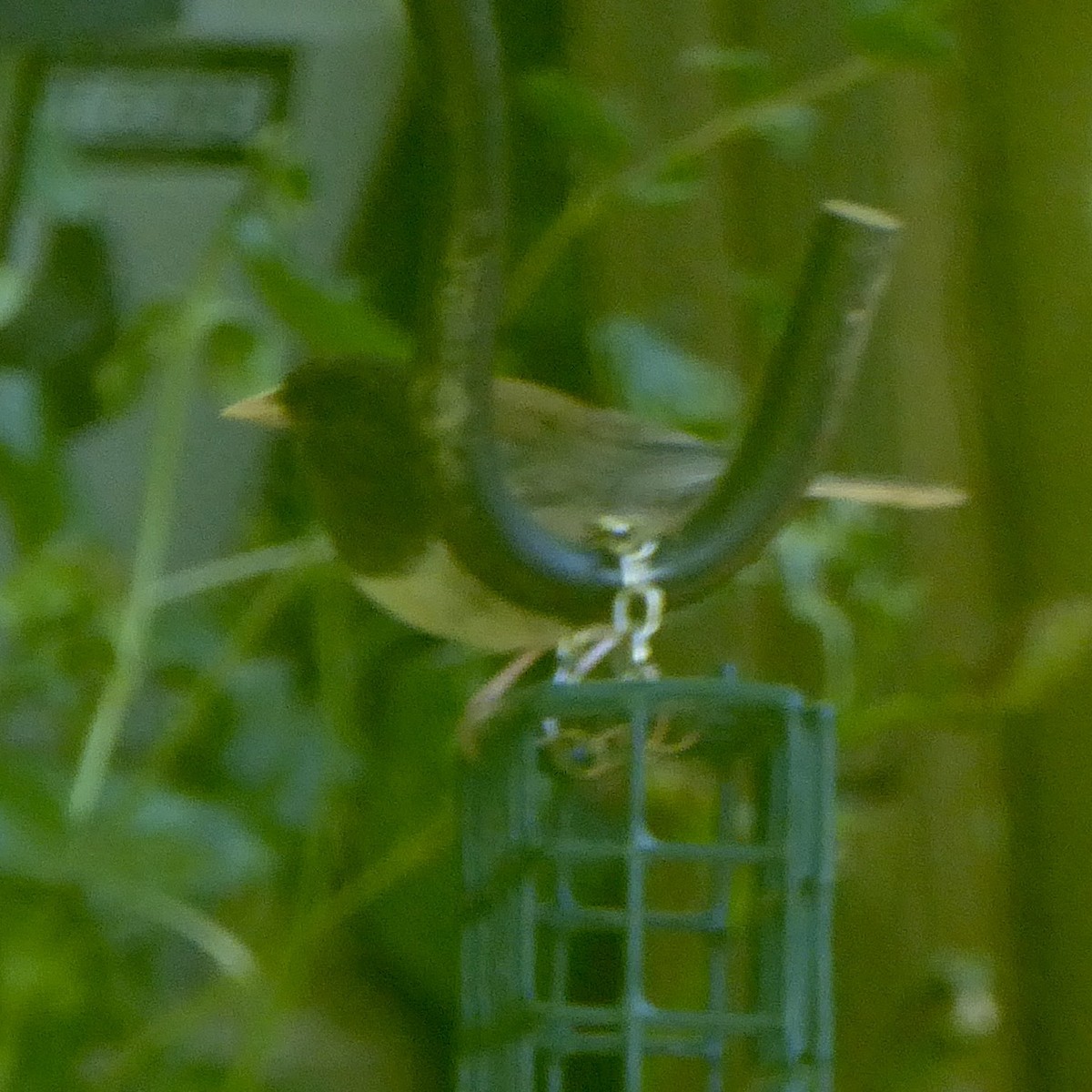 Dark-eyed Junco (Oregon) - ML620684055