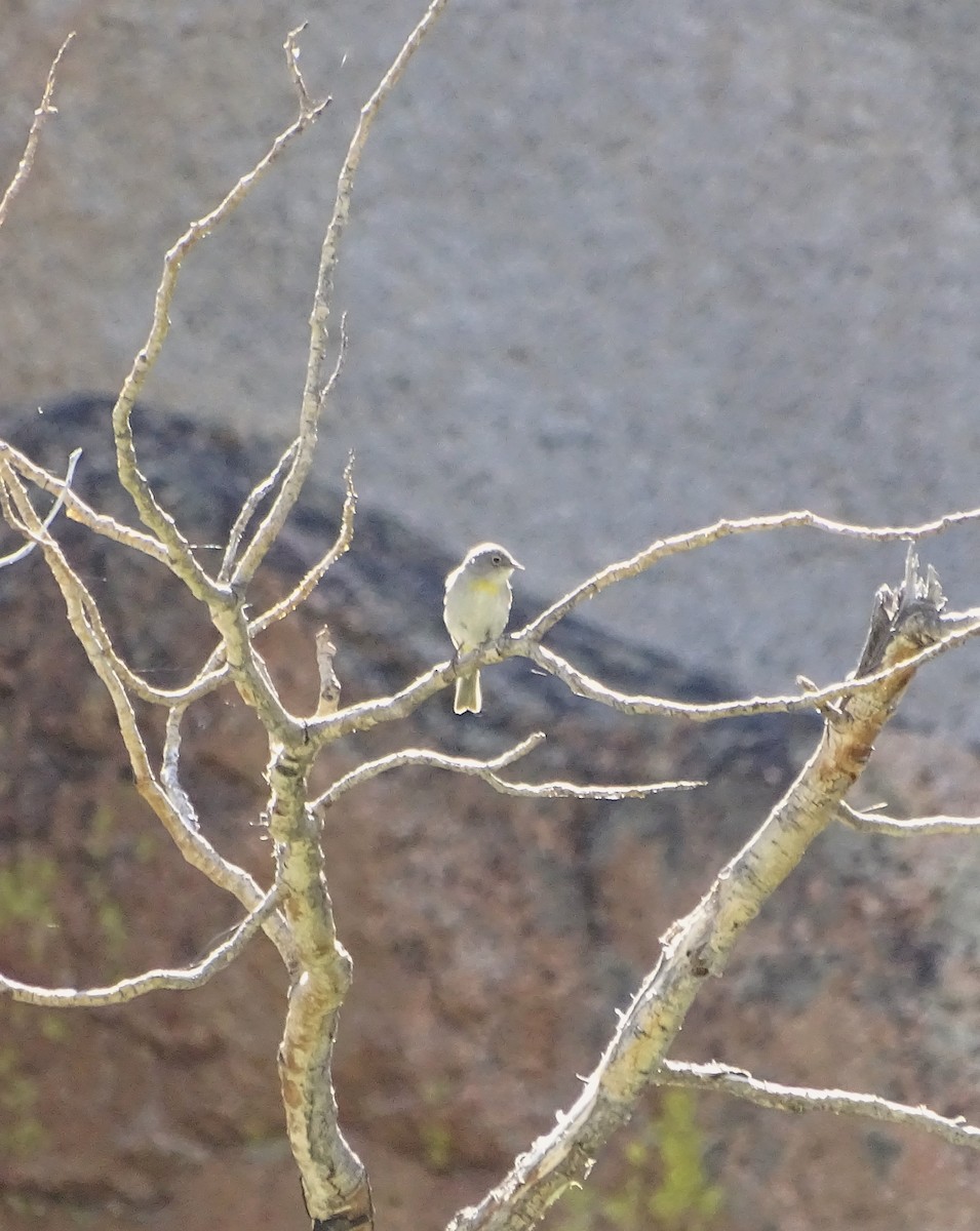 Virginia's Warbler - ML620684057