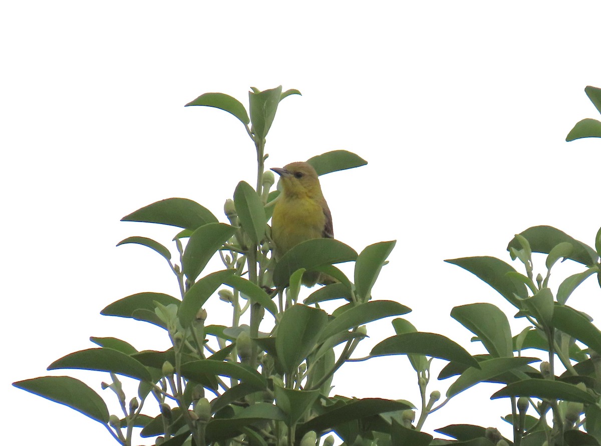 Hooded Oriole - Shirley Reynolds